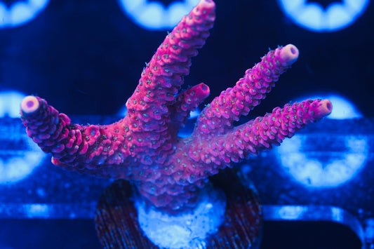TSA Wooly Mammoth Acropora XL - Aquacultured WYSIWYG