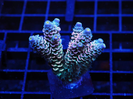 Indo Premium Rainbow Tenuis Acropora - WYSIWYG