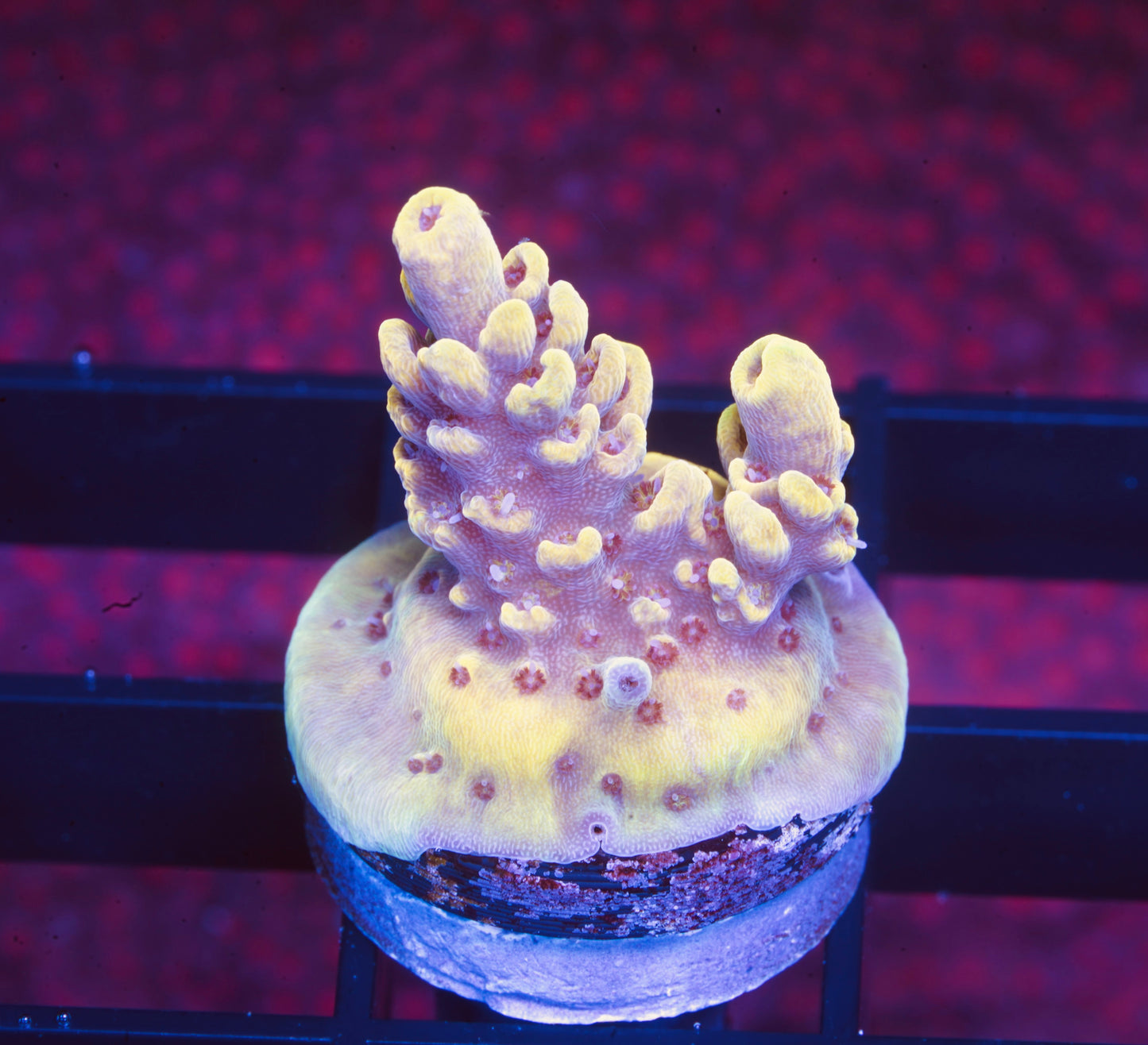 WWC Afterparty Acropora - Aquacultured WYSIWYG