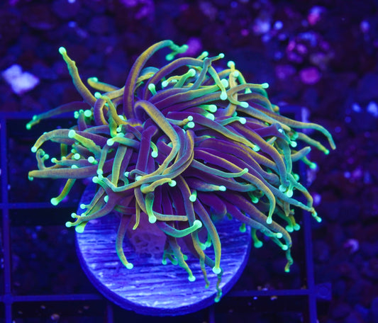 Dragon Soul Torch - Aquacultured WYSIWYG ~1 Head
