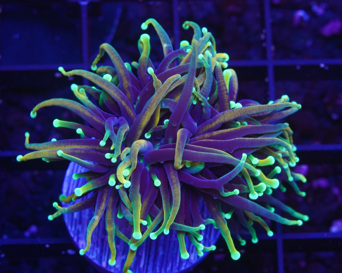 Dragon Soul Torch - Aquacultured WYSIWYG ~1 Head