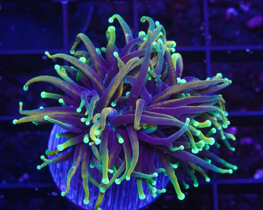 Dragon Soul Torch - Aquacultured WYSIWYG ~1 Head