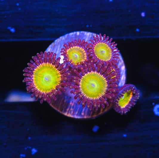 Sunny D Zoanthid - Aquacultured WYSIWYG