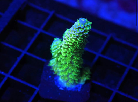Indo Premium Tenuis Acropora - WYSIWYG