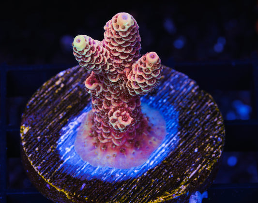Ultra Acropora - WYSIWYG