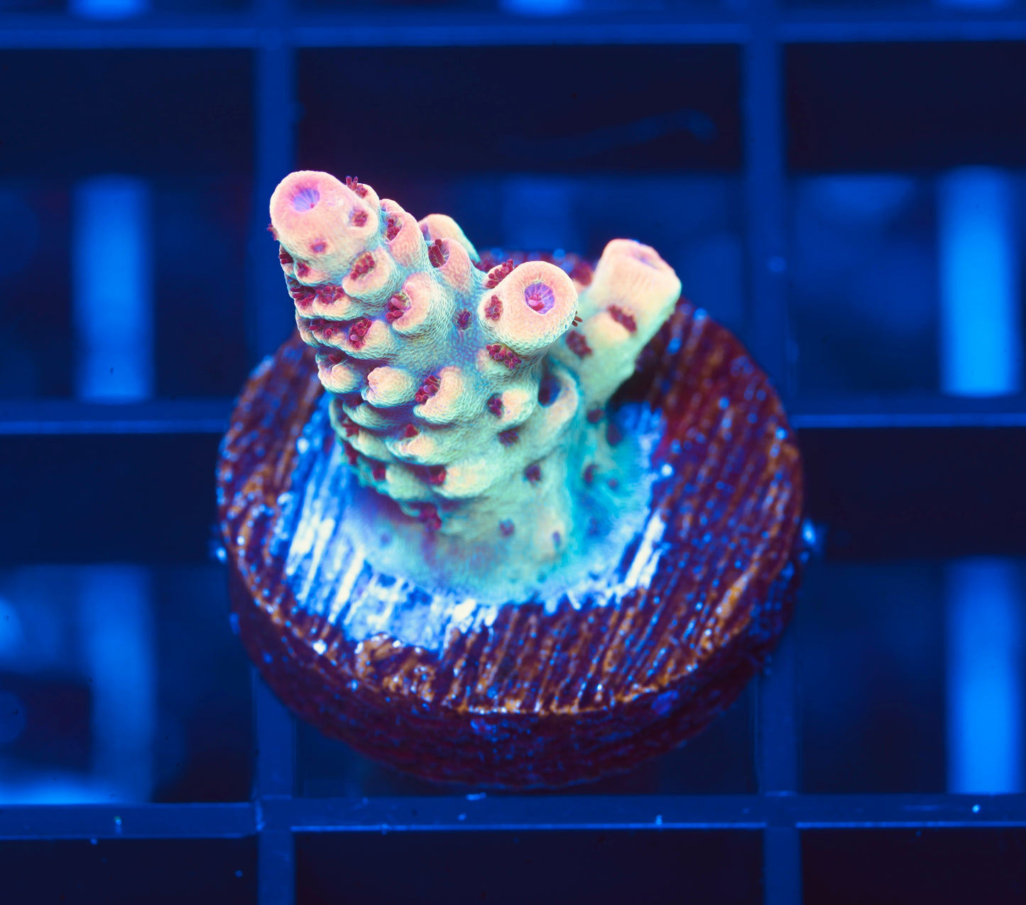 TSA Princess Peach Acropora- Aquacultured WYSIWYG