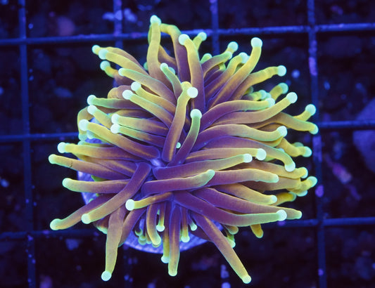 Indo Hellfire Torch - Aquacultured WYSIWYG ~1 Head