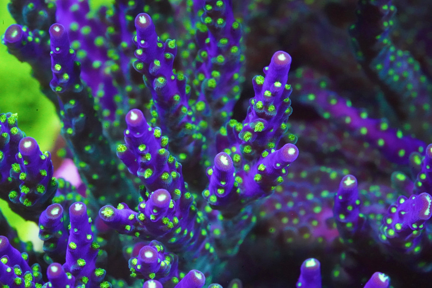 Garf Bonsai Acropora - Aquacultured Stock Frag