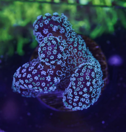 ORA Stellar Stylophora  - Aquacultured WYSIWYG