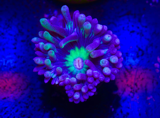 WWC Dream Catcher Duncan - Aquacultured WYSIWYG
