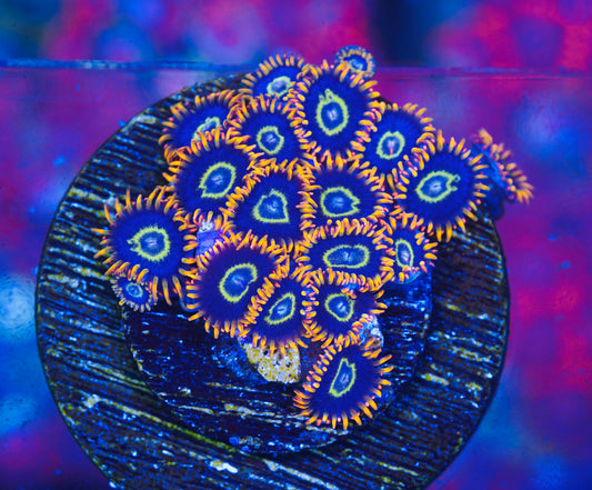 Rainbow Hornet Zoanthid - Aquacultured WYSIWYG