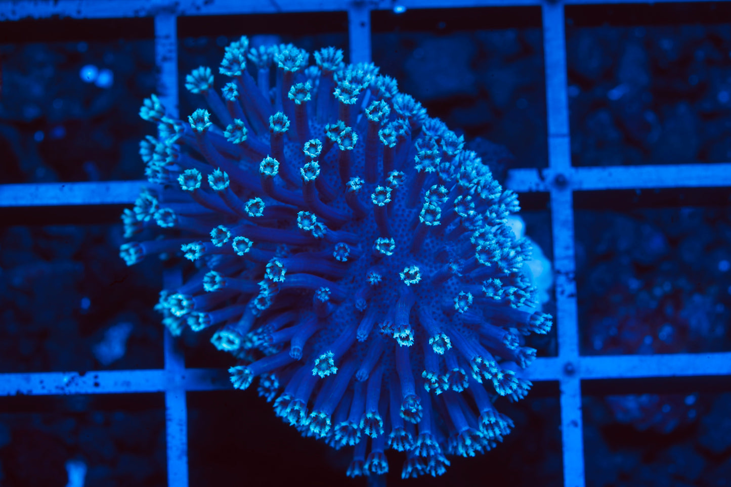 Purple Polyp Toadstool - Aquacultured WYSIWYG