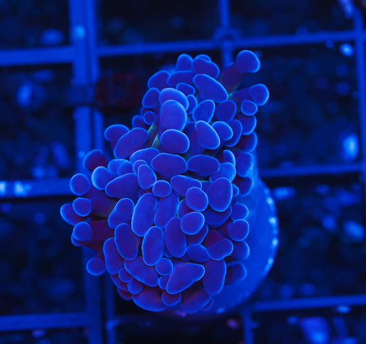 ECC Blue Gusher Hammer - Aquacultured WYSIWYG