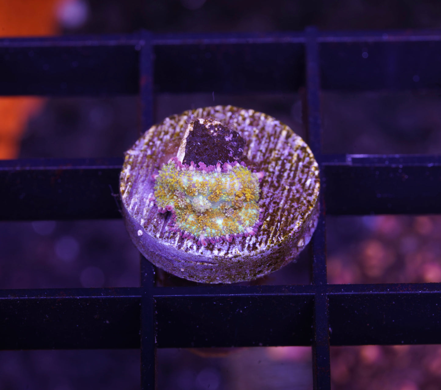 Golden Gonzoa Dragon Bounce Mushroom - Aquacultured WYSIWYG