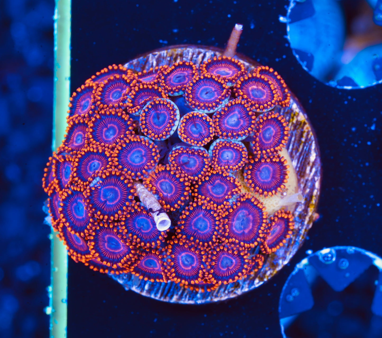 WWC Twizzlers Mini Colony - Aquacultured WYSIWYG