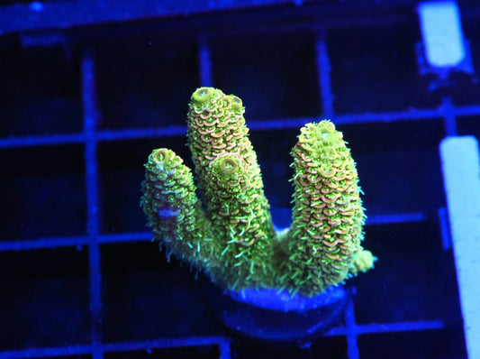 Indo Premium Millepora - WYSIWYG