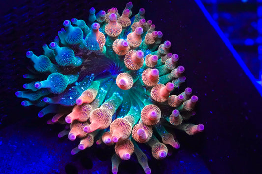 ECC Grafted Nexus Burst Bubble Tip Anenome 2/3 Red - Aquacultured WYSIWYG