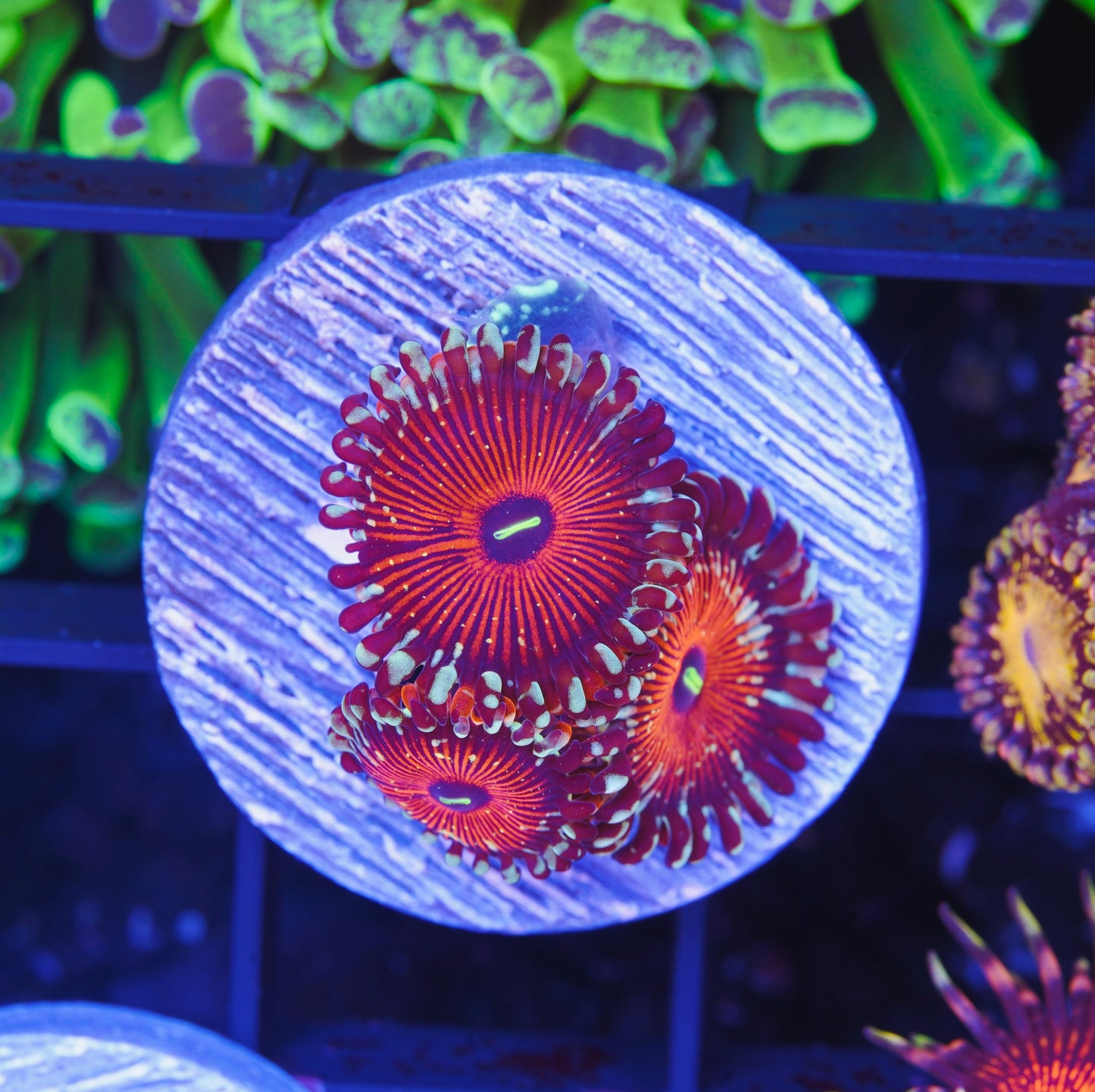 Seduction Zoanthid - Aquacultured WYSIWYG