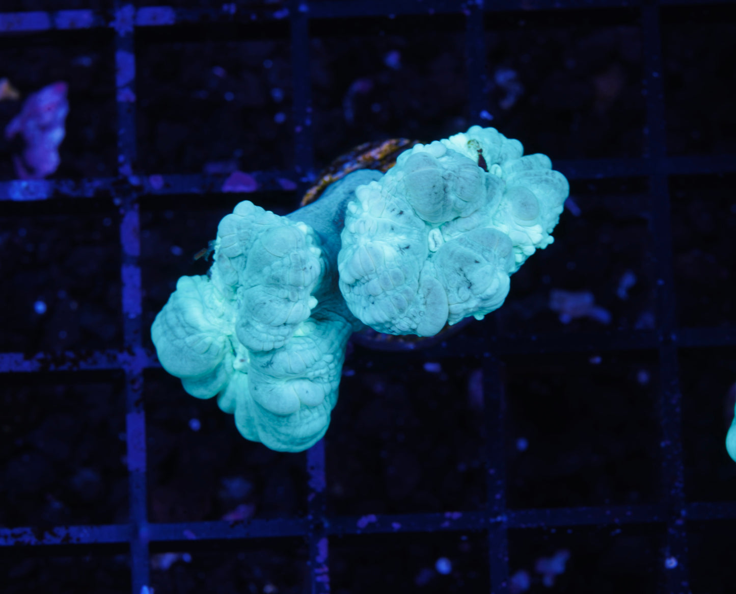 Teal Candy Canes - Aquacultured WYSIWYG