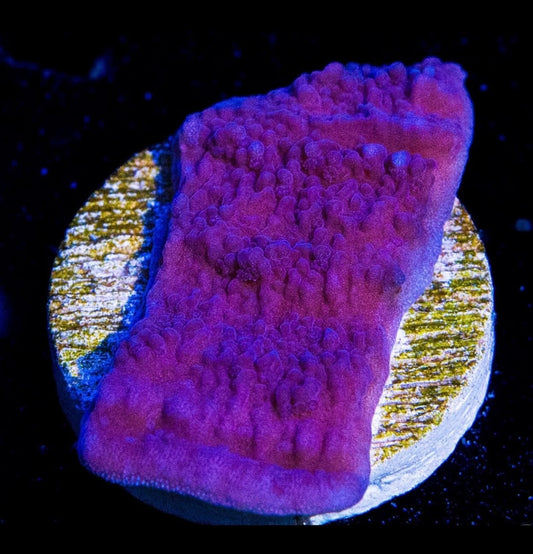 Vivid’s Purple Plating Montipora - Aquacultured Stock Frag
