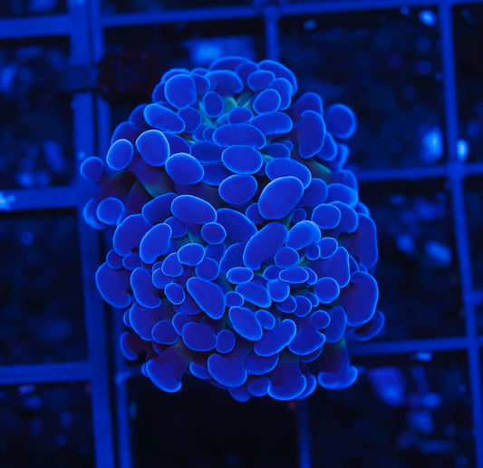 EXC Dark Storm Hammer - Aquacultured WYSIWYG