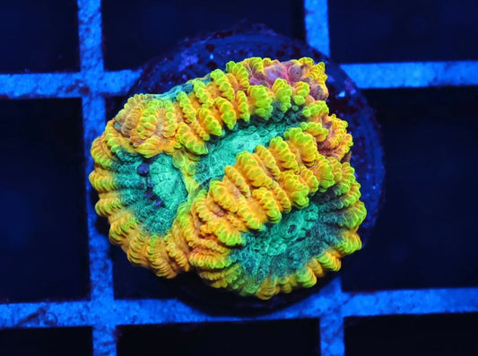 Favia Of The Gods - Aquacultured WYSIWYG