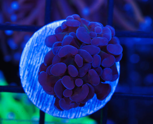 ECC Blue Gusher Hammer ~1 Head - Aquacultured WYSIWYG