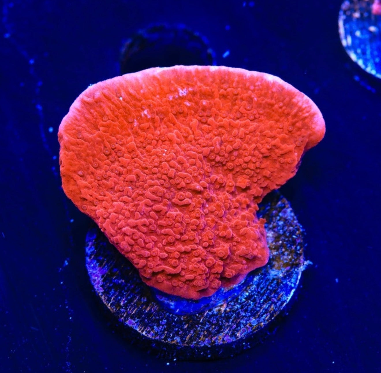 Red Plating Montipora - Aquacultured Stock Frag