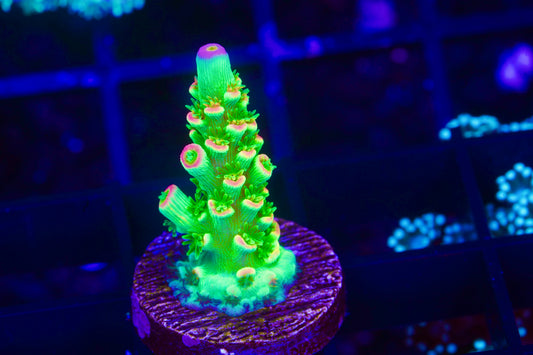TSA Peter Pan Acropora - Aquacultured WYSIWYG