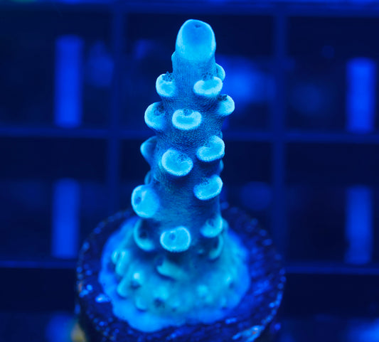 OG Oregon Blue Tort Acropora- Aquacultured WYSIWYG