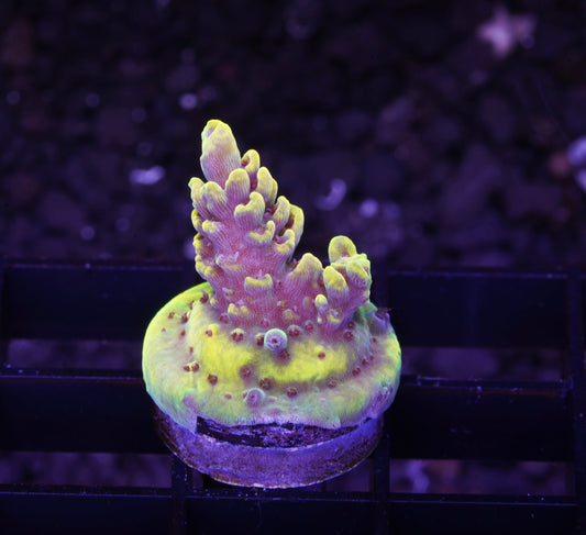 WWC Afterparty Acropora - Aquacultured WYSIWYG