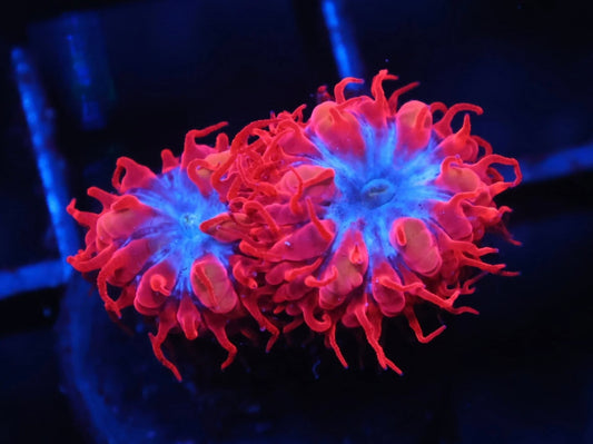ECC Blue Raven Blastomussa - Aquacultured WYSIWYG