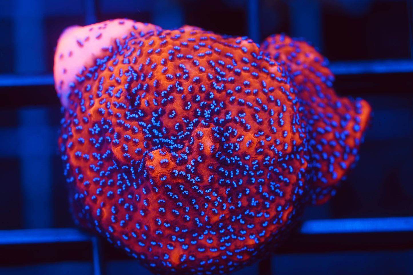 Mystic Sunset Montipora - Aquacultured WYSIWYG
