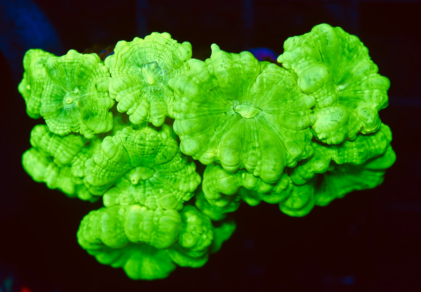 Kryptonite Candy Canes Mini Colony - Aquacultured WYSIWYG