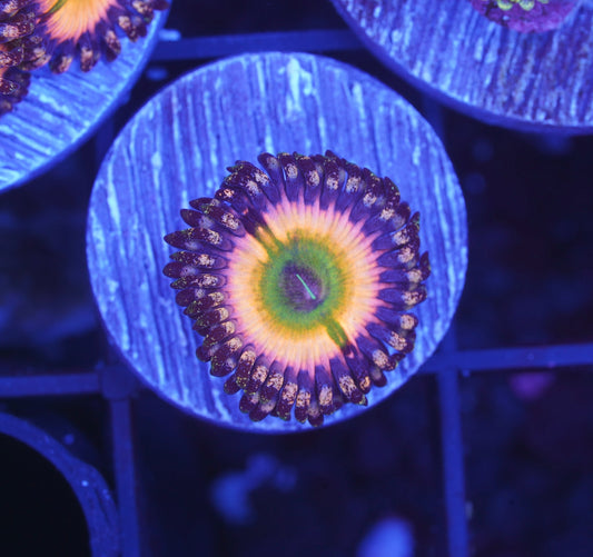 Rainbow Infusion Zoanthid - Aquacultured WYSIWYG