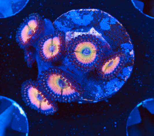 CB Rainbow Infusion Zoanthid - Aquacultured WYSIWYG