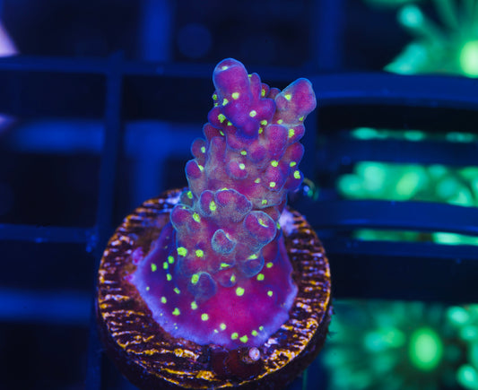 TSA Sour Patch Acropora - Aquacultured WYSIWYG