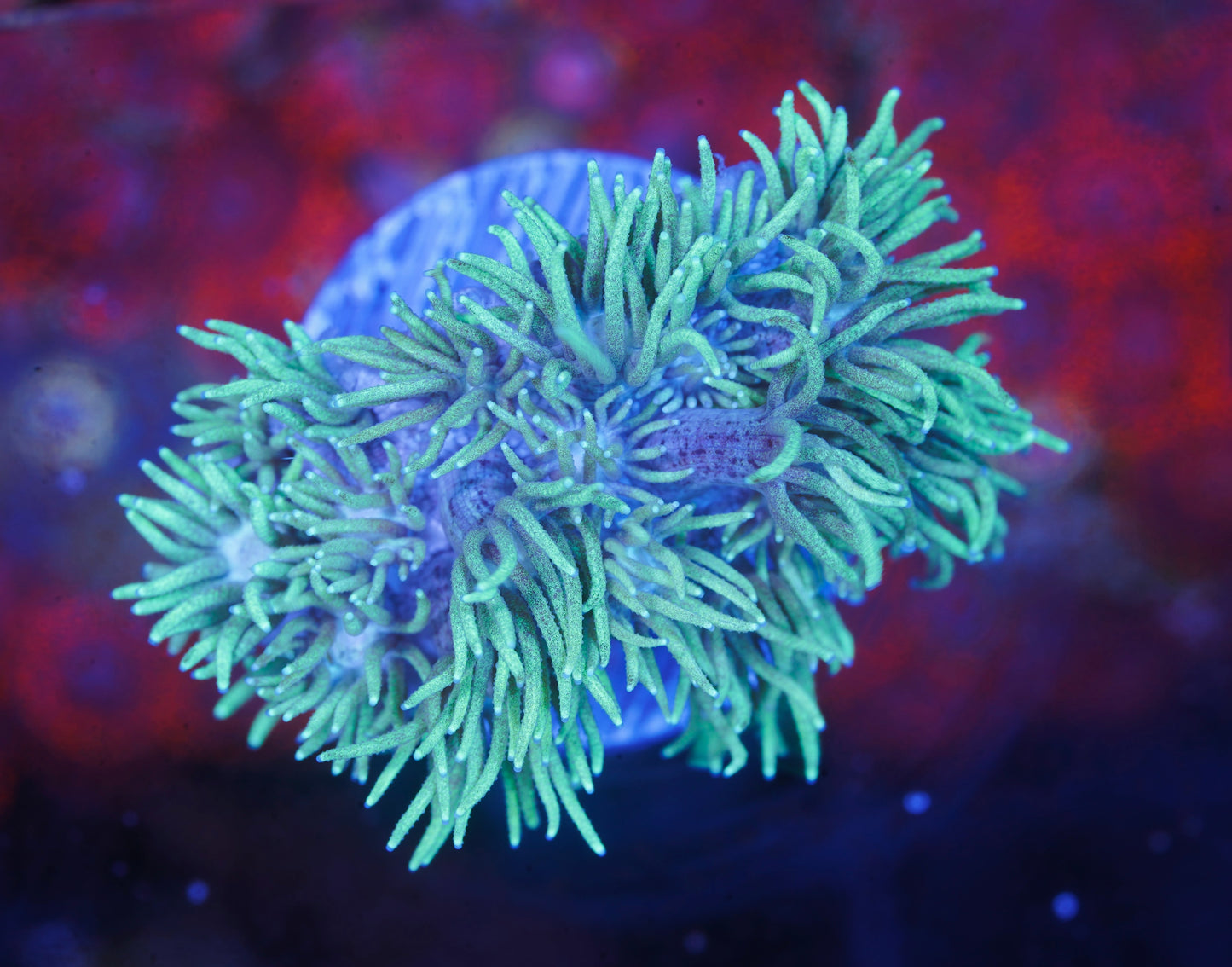 Ultra Neon Goniopora - Aquacultured WYSIWYG