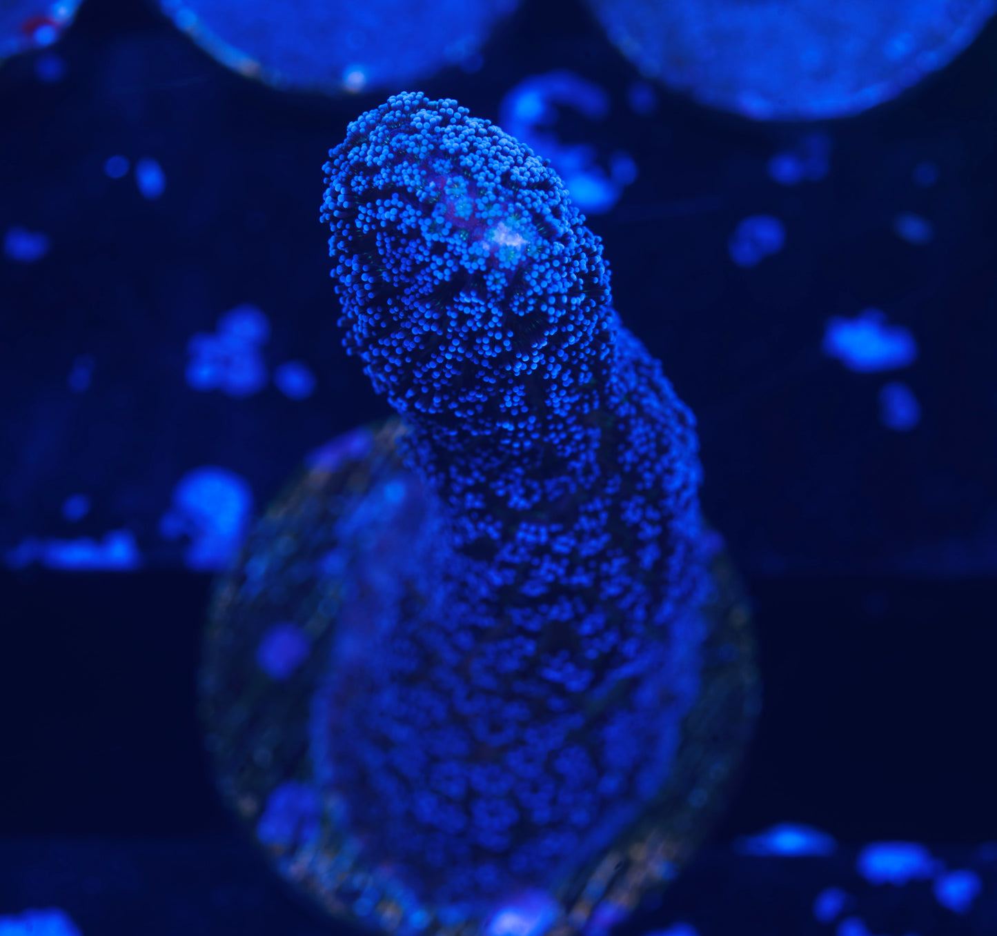 Purple Stylophora XL - Aquacultured WYSIWYG  ~3 inches