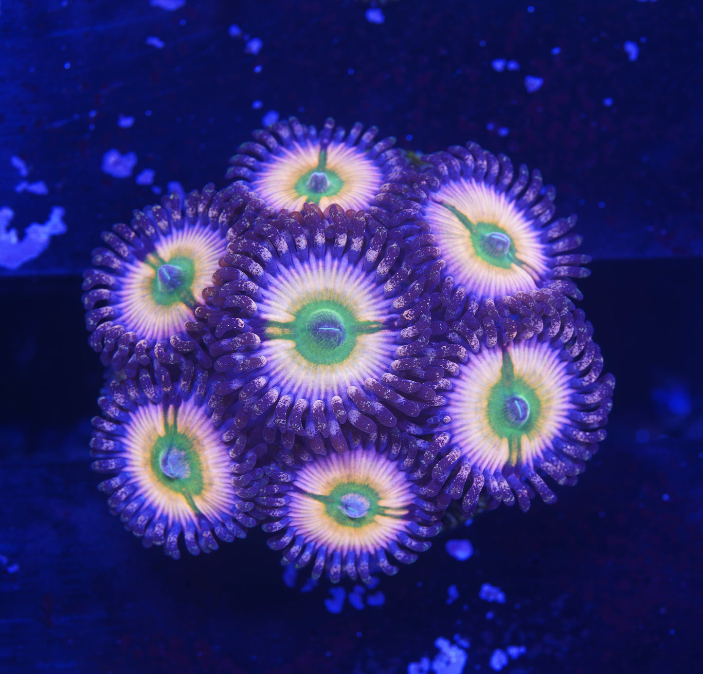 Rainbow Infusion Zoanthid  - Aquacultured WYSIWYG