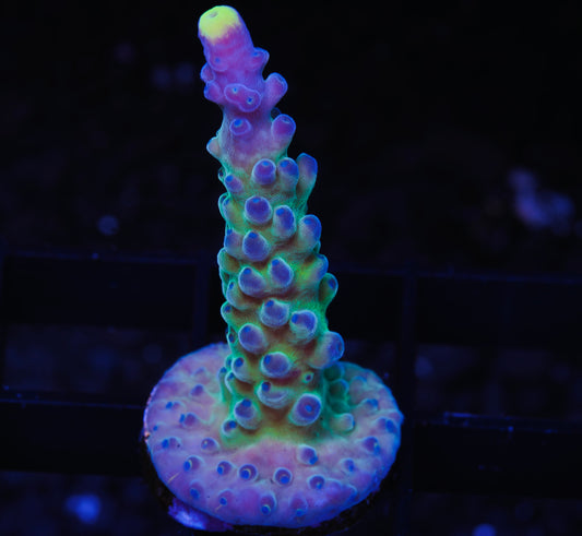 WWC Yellow Tip Acropora - Aquacultured WYSIWYG