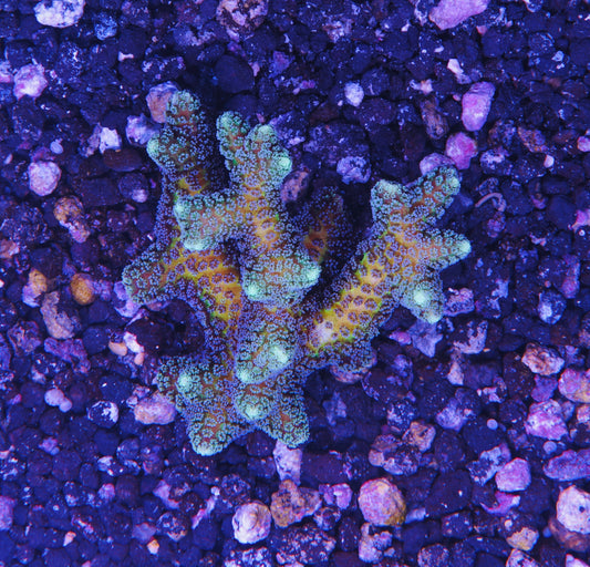 ORA Bird of Paradise - Aquacultured WYSIWYG