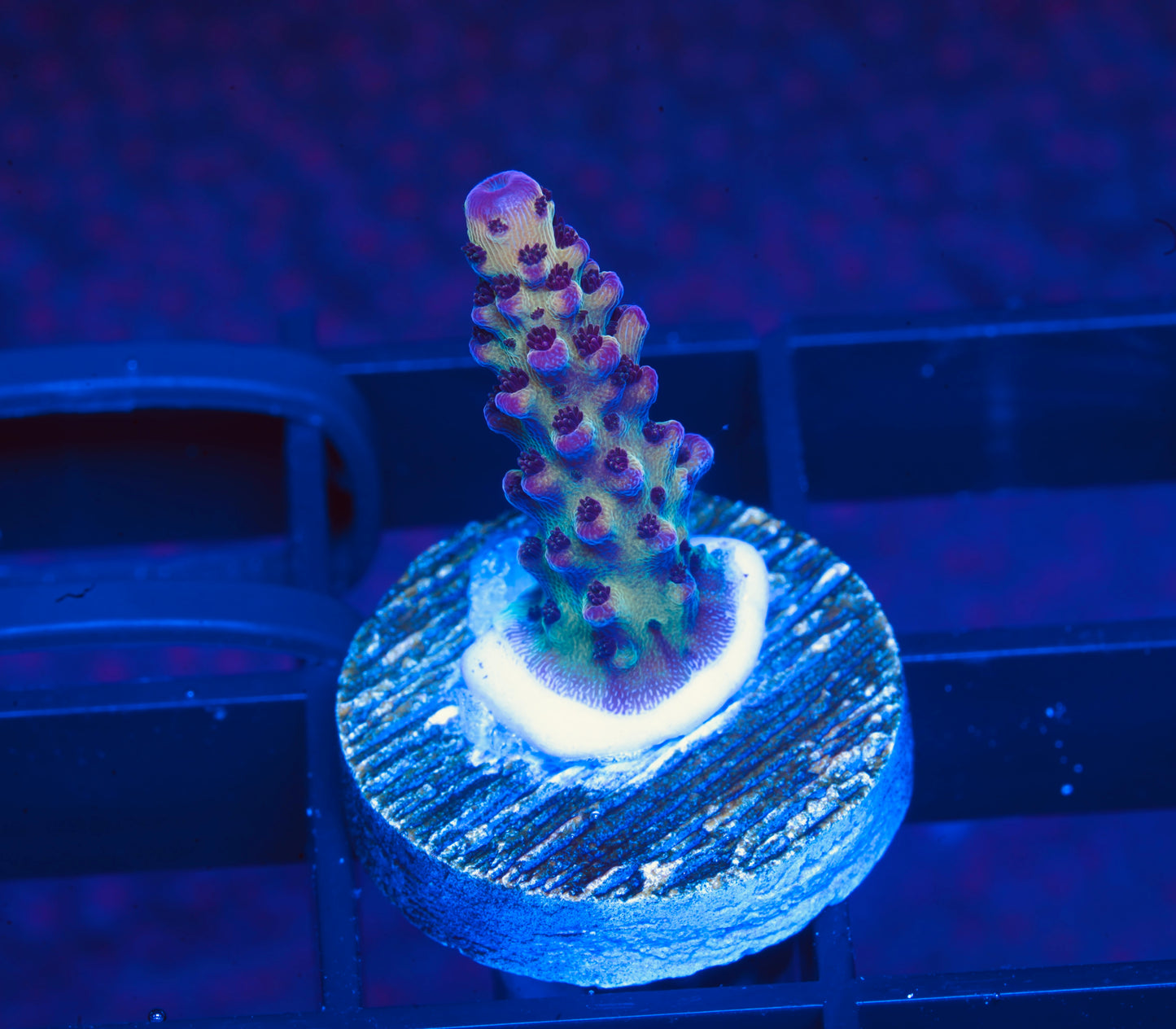CB Maleficent Acropora - Aquacultured WYSIWYG