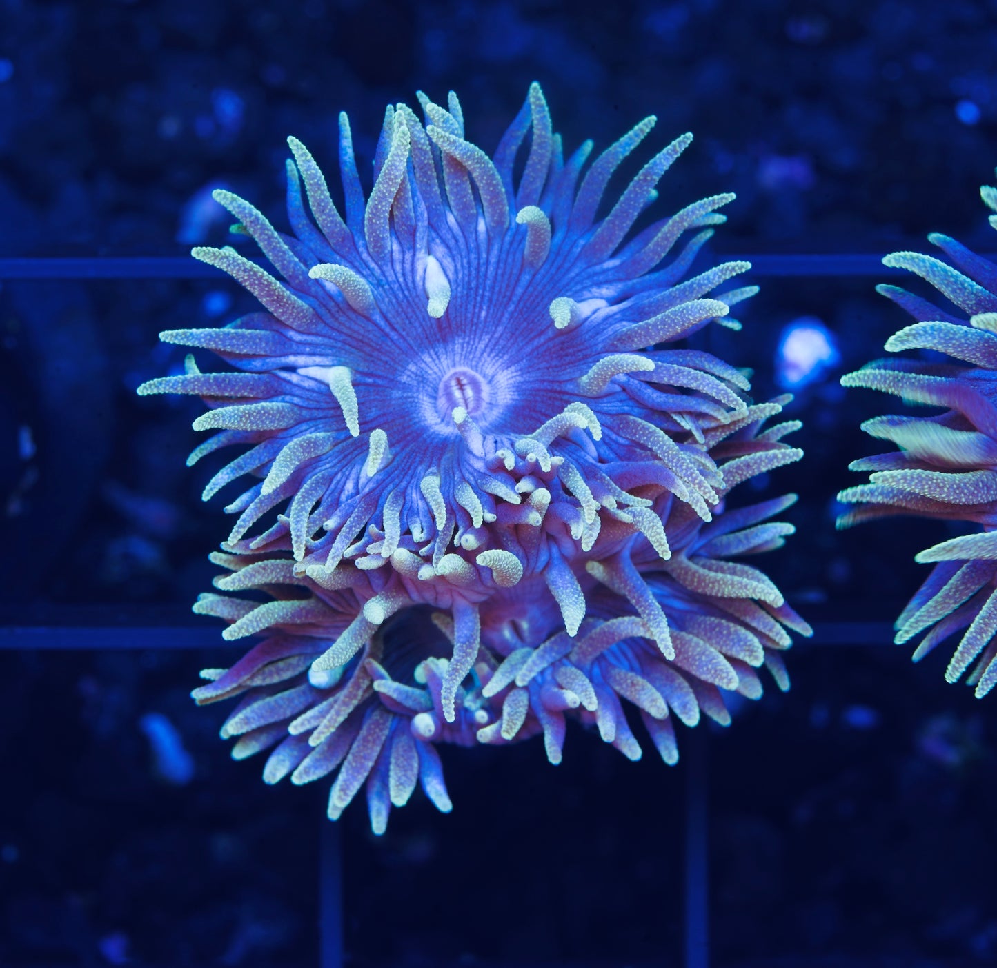 Blue Duncans - Aquacultured WYSIWYG