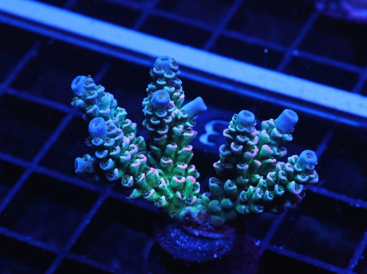 Indo Premium Rainbow Tenuis Acropora - WYSIWYG