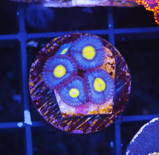 AOI Zoanthid - Aquacultured WYSIWYG