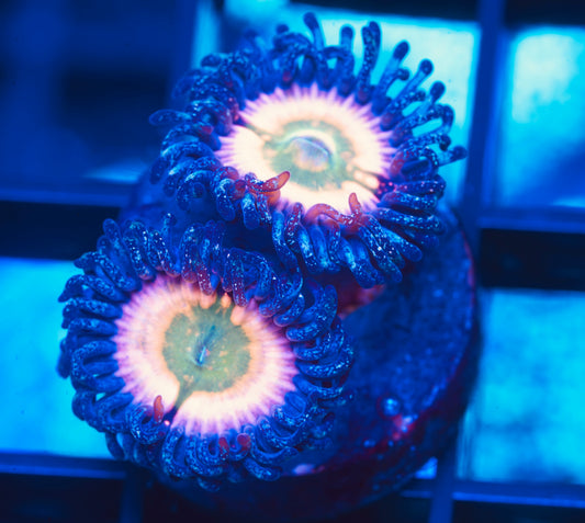 ECC Perennial Zoanthid - Aquacultured WYSIWYG