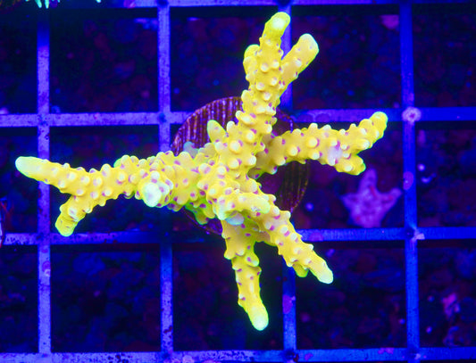 RRC Goldenrod Anacropora - Aquacultured WYSIWYG