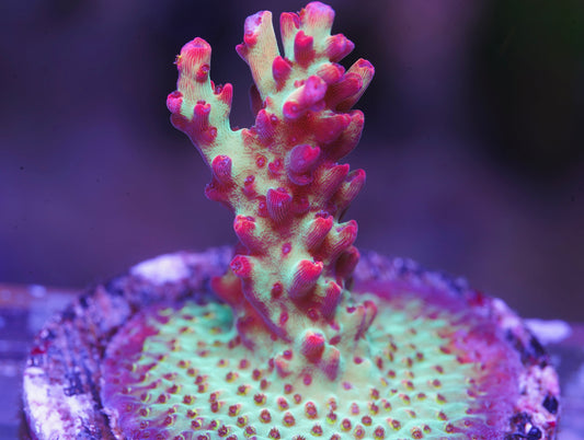 UC Strawberry Shortcake Acropora- Aquacultured WYSIWYG