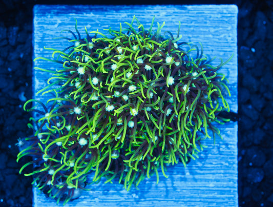 Green Star Polyps - Aquacultured WYSIWYG